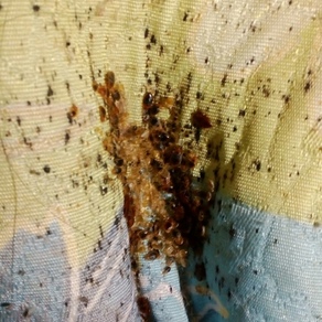 Уничтожение насекомых в Благовещенске (гостинка)