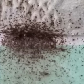 Уничтожение насекомых – Благовещенск