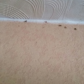 Уничтожение тараканов в квартире цена Благовещенск