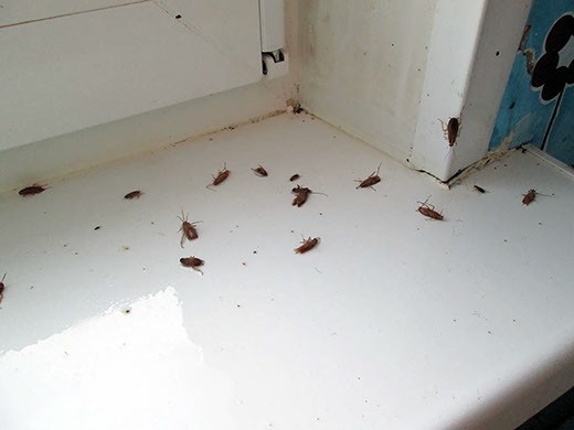 Дезинфекция от тараканов в Благовещенске – цены