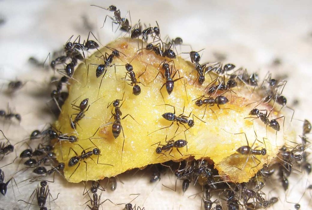 Уничтожение муравьев в квартире в Благовещенске